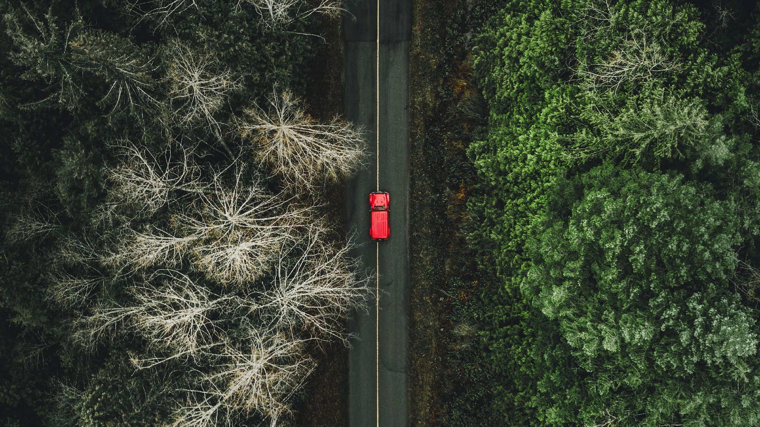 Red car on road through woodland